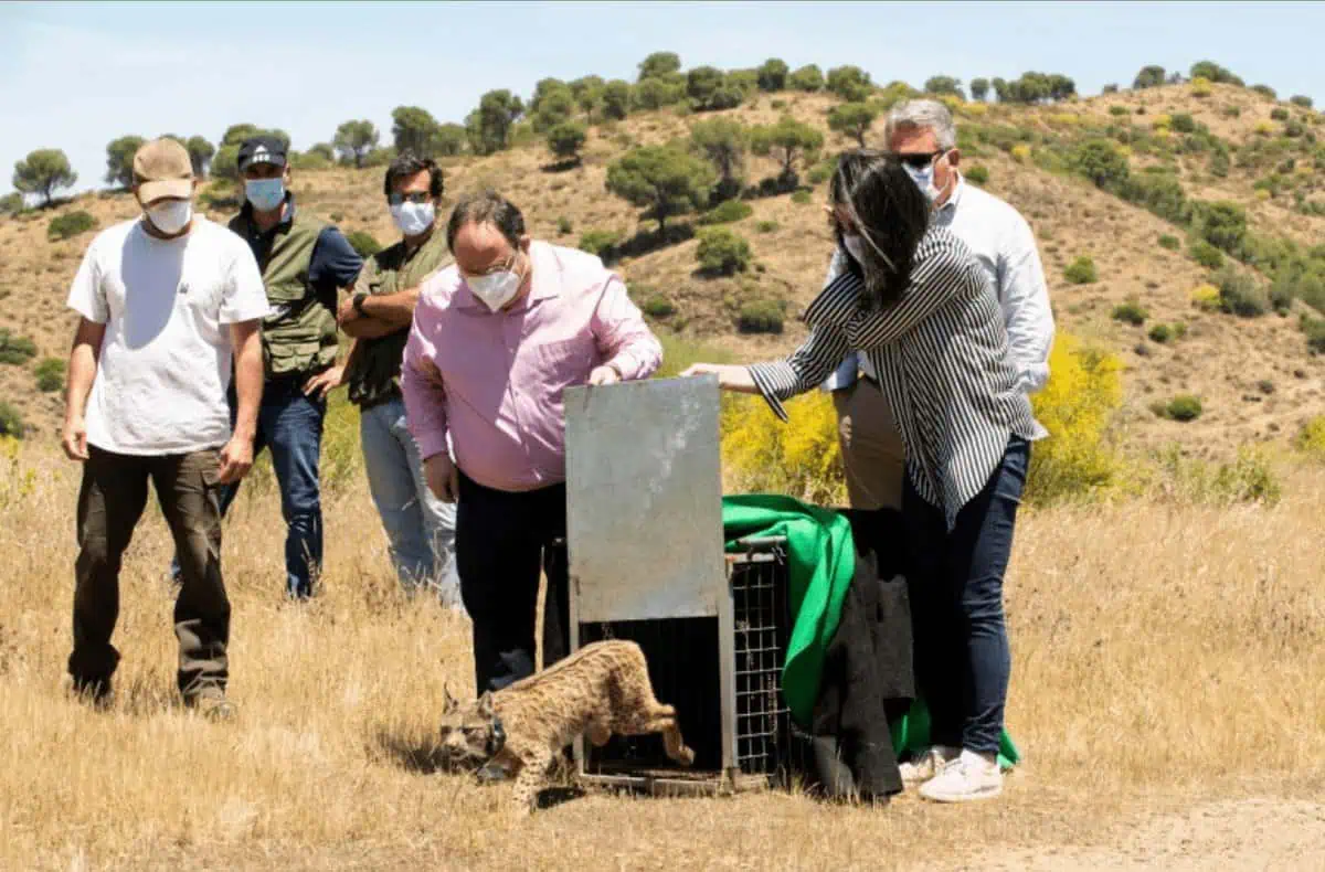 Libertação de lince ibérico