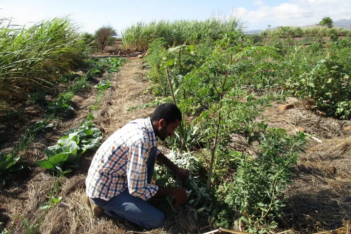 ADPM em Cabo Verde