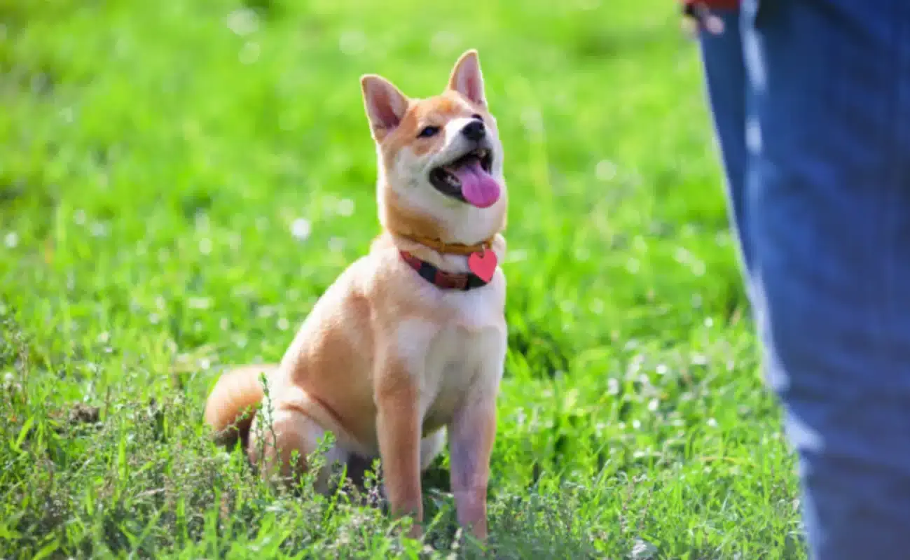 obediência Canina