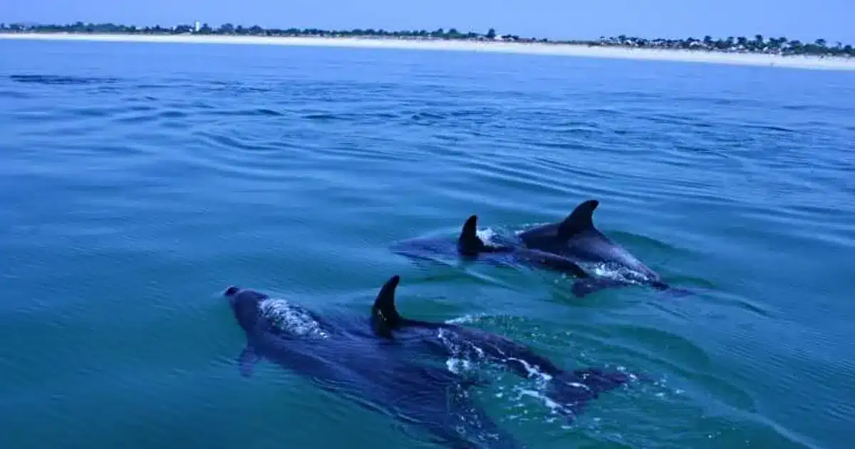 cetáceos na costa algarvia