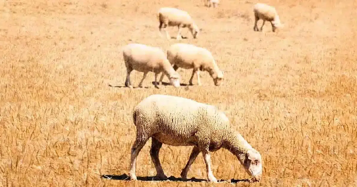 Feira Agropecuária Transfronteiriça