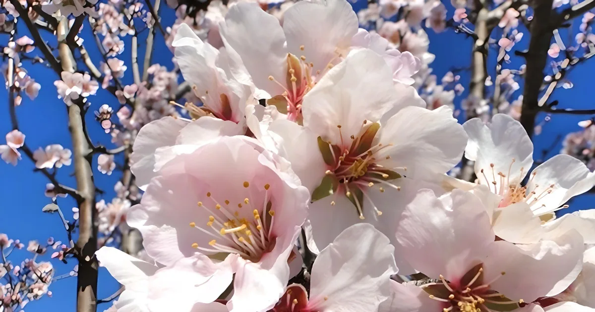 amendoeira em flor