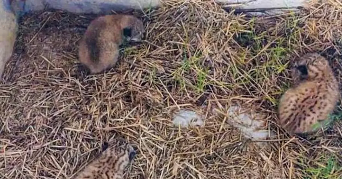 Codornizes juvenis camufladas na relva seca.