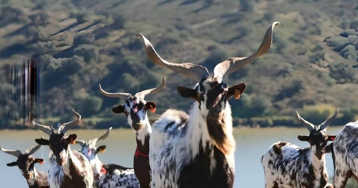 Cabras junto a lago, montanhas ao fundo. Cabra algarvia.