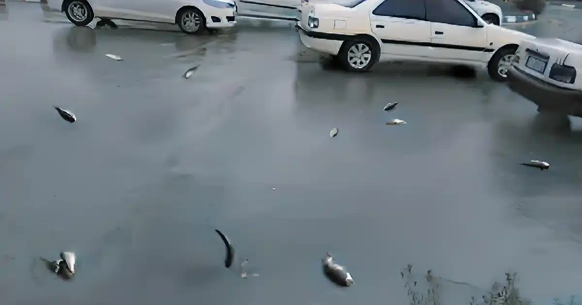 Peixes nadam em rua alagada entre carros, caídos do céu.