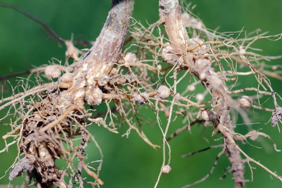 nodules of soybean roots. atmospheric nitrogen fixing bacteria live inside