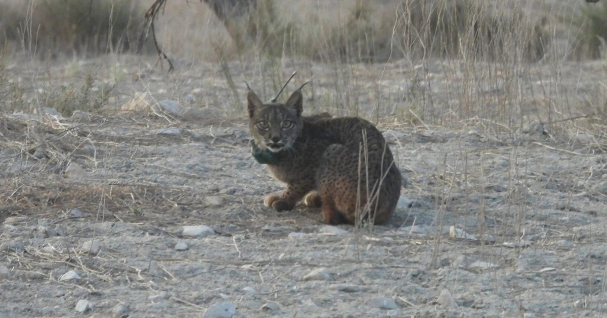 Lince ibérico ilegalmente abatido