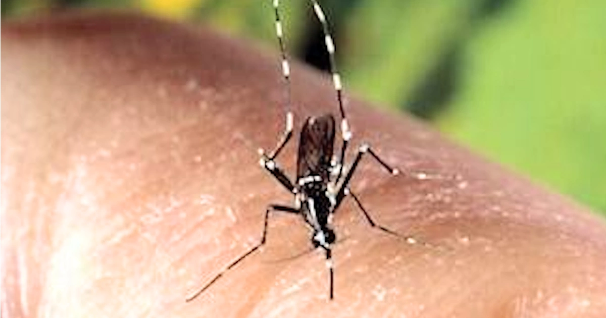 Aedes albopictus